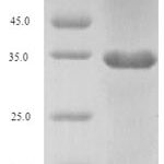 SDS-PAGE separation of QP6039 followed by commassie total protein stain results in a primary band consistent with reported data for FGF10 / KGF2 Protein. These data demonstrate Greater than 80% as determined by SDS-PAGE.