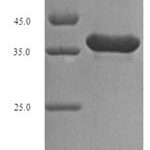 SDS-PAGE separation of QP6040 followed by commassie total protein stain results in a primary band consistent with reported data for FGF10 / KGF2 Protein. These data demonstrate Greater than 85% as determined by SDS-PAGE.