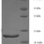 SDS-PAGE separation of QP6044 followed by commassie total protein stain results in a primary band consistent with reported data for FGF21 / Fibroblast Growth Factor 21. These data demonstrate Greater than 90% as determined by SDS-PAGE.