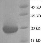 SDS-PAGE separation of QP6045 followed by commassie total protein stain results in a primary band consistent with reported data for Fibroblast growth factor 23. These data demonstrate Greater than 80% as determined by SDS-PAGE.