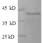 SDS-PAGE separation of QP6046 followed by commassie total protein stain results in a primary band consistent with reported data for FGFR3 / CD333. These data demonstrate Greater than 90% as determined by SDS-PAGE.