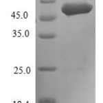 SDS-PAGE separation of QP6047 followed by commassie total protein stain results in a primary band consistent with reported data for FGFR3 / CD333. These data demonstrate Greater than 80% as determined by SDS-PAGE.