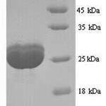 SDS-PAGE separation of QP6050 followed by commassie total protein stain results in a primary band consistent with reported data for Filaggrin. These data demonstrate Greater than 90% as determined by SDS-PAGE.