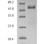 SDS-PAGE separation of QP6053 followed by commassie total protein stain results in a primary band consistent with reported data for Fos-related antigen 2. These data demonstrate Greater than 90% as determined by SDS-PAGE.