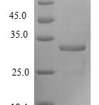 SDS-PAGE separation of QP6054 followed by commassie total protein stain results in a primary band consistent with reported data for Forkhead box protein M1. These data demonstrate Greater than 80% as determined by SDS-PAGE.