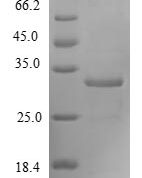 SDS-PAGE separation of QP6054 followed by commassie total protein stain results in a primary band consistent with reported data for Forkhead box protein M1. These data demonstrate Greater than 80% as determined by SDS-PAGE.