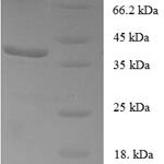 SDS-PAGE separation of QP6055 followed by commassie total protein stain results in a primary band consistent with reported data for Forkhead box protein P1. These data demonstrate Greater than 90% as determined by SDS-PAGE.