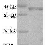 SDS-PAGE separation of QP6057 followed by commassie total protein stain results in a primary band consistent with reported data for Follicle-stimulating hormone receptor. These data demonstrate Greater than 90% as determined by SDS-PAGE.