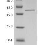 SDS-PAGE separation of QP6058 followed by commassie total protein stain results in a primary band consistent with reported data for FTSJ1. These data demonstrate Greater than 90% as determined by SDS-PAGE.