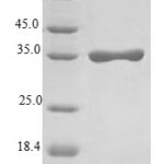 SDS-PAGE separation of QP6060 followed by commassie total protein stain results in a primary band consistent with reported data for Sodium / potassium-transporting ATPase subunit gamma. These data demonstrate Greater than 80% as determined by SDS-PAGE.