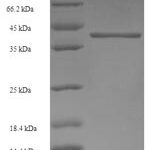 SDS-PAGE separation of QP6061 followed by commassie total protein stain results in a primary band consistent with reported data for GABRA4. These data demonstrate Greater than 90% as determined by SDS-PAGE.