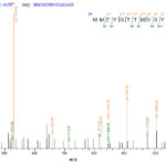 SEQUEST analysis of LC MS/MS spectra obtained from a run with QP6062 identified a match between this protein and the spectra of a peptide sequence that matches a region of GAD65 / GAD2.