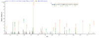 SEQUEST analysis of LC MS/MS spectra obtained from a run with QP6062 identified a match between this protein and the spectra of a peptide sequence that matches a region of GAD65 / GAD2.