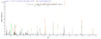 Additional SEQUEST analysis of the LC MS/MS spectra from QP6062 identified an additional between this protein and the spectra of another peptide sequence that matches a region of GAD65 / GAD2 confirming successful recombinant synthesis.