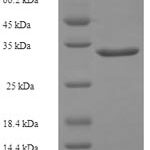 SDS-PAGE separation of QP6064 followed by commassie total protein stain results in a primary band consistent with reported data for GADD45G / CR6. These data demonstrate Greater than 90% as determined by SDS-PAGE.