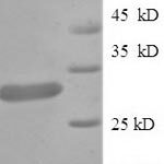 SDS-PAGE separation of QP6068 followed by commassie total protein stain results in a primary band consistent with reported data for Guanidinoacetate N-methyltransferase. These data demonstrate Greater than 90% as determined by SDS-PAGE.