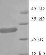 SDS-PAGE separation of QP6068 followed by commassie total protein stain results in a primary band consistent with reported data for Guanidinoacetate N-methyltransferase. These data demonstrate Greater than 90% as determined by SDS-PAGE.