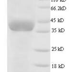 SDS-PAGE separation of QP6069 followed by commassie total protein stain results in a primary band consistent with reported data for GAPDH. These data demonstrate Greater than 90% as determined by SDS-PAGE.