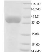 SDS-PAGE separation of QP6069 followed by commassie total protein stain results in a primary band consistent with reported data for GAPDH. These data demonstrate Greater than 90% as determined by SDS-PAGE.