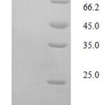 SDS-PAGE separation of QP6073 followed by commassie total protein stain results in a primary band consistent with reported data for Glucagon receptor. These data demonstrate Greater than 90% as determined by SDS-PAGE.