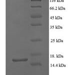 SDS-PAGE separation of QP6075 followed by commassie total protein stain results in a primary band consistent with reported data for GDF5. These data demonstrate Greater than 90% as determined by SDS-PAGE.