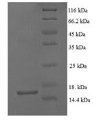 SDS-PAGE separation of QP6075 followed by commassie total protein stain results in a primary band consistent with reported data for GDF5. These data demonstrate Greater than 90% as determined by SDS-PAGE.