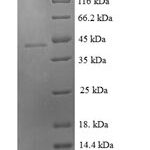 SDS-PAGE separation of QP6076 followed by commassie total protein stain results in a primary band consistent with reported data for Growth / differentiation factor 9. These data demonstrate Greater than 90% as determined by SDS-PAGE.