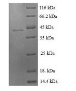 SDS-PAGE separation of QP6076 followed by commassie total protein stain results in a primary band consistent with reported data for Growth / differentiation factor 9. These data demonstrate Greater than 90% as determined by SDS-PAGE.