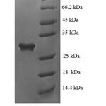 SDS-PAGE separation of QP6078 followed by commassie total protein stain results in a primary band consistent with reported data for GDNF. These data demonstrate Greater than 90% as determined by SDS-PAGE.