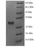SDS-PAGE separation of QP6078 followed by commassie total protein stain results in a primary band consistent with reported data for GDNF. These data demonstrate Greater than 90% as determined by SDS-PAGE.