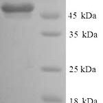 SDS-PAGE separation of QP6079 followed by commassie total protein stain results in a primary band consistent with reported data for GFAP. These data demonstrate Greater than 80% as determined by SDS-PAGE.