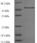 SDS-PAGE separation of QP6082 followed by commassie total protein stain results in a primary band consistent with reported data for GGPS1 / GGPPS1. These data demonstrate Greater than 80.8% as determined by SDS-PAGE.