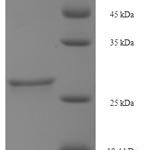 SDS-PAGE separation of QP6084 followed by commassie total protein stain results in a primary band consistent with reported data for GHRH. These data demonstrate Greater than 90% as determined by SDS-PAGE.