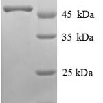 SDS-PAGE separation of QP6086 followed by commassie total protein stain results in a primary band consistent with reported data for alpha-Galactosidase A / GLA. These data demonstrate Greater than 90% as determined by SDS-PAGE.