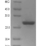 SDS-PAGE separation of QP6088 followed by commassie total protein stain results in a primary band consistent with reported data for Zinc finger protein GLI2. These data demonstrate Greater than 90% as determined by SDS-PAGE.