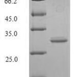 SDS-PAGE separation of QP6091 followed by commassie total protein stain results in a primary band consistent with reported data for GLP-1R / GLP1R. These data demonstrate Greater than 80.4% as determined by SDS-PAGE.