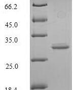 SDS-PAGE separation of QP6091 followed by commassie total protein stain results in a primary band consistent with reported data for GLP-1R / GLP1R. These data demonstrate Greater than 80.4% as determined by SDS-PAGE.
