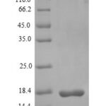 SDS-PAGE separation of QP6092 followed by commassie total protein stain results in a primary band consistent with reported data for GLP-1R / GLP1R. These data demonstrate Greater than 90% as determined by SDS-PAGE.