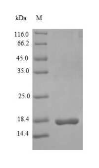 SDS-PAGE separation of QP6092 followed by commassie total protein stain results in a primary band consistent with reported data for GLP-1R / GLP1R. These data demonstrate Greater than 90% as determined by SDS-PAGE.