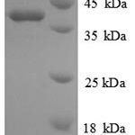 SDS-PAGE separation of QP6093 followed by commassie total protein stain results in a primary band consistent with reported data for Glutaredoxin / GRX1 / GLRX. These data demonstrate Greater than 90% as determined by SDS-PAGE.