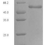 SDS-PAGE separation of QP6095 followed by commassie total protein stain results in a primary band consistent with reported data for Glutaminase kidney isoform