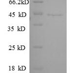 SDS-PAGE separation of QP6101 followed by commassie total protein stain results in a primary band consistent with reported data for Guanine nucleotide-binding protein G(k) subunit alpha. These data demonstrate Greater than 90% as determined by SDS-PAGE.