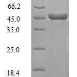 SDS-PAGE separation of QP6102 followed by commassie total protein stain results in a primary band consistent with reported data for Guanine nucleotide-binding protein G(o) subunit alpha. These data demonstrate Greater than 90% as determined by SDS-PAGE.