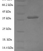 SDS-PAGE separation of QP6104 followed by commassie total protein stain results in a primary band consistent with reported data for Glucosamine-6-phosphate isomerase 1. These data demonstrate Greater than 90% as determined by SDS-PAGE.