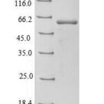 SDS-PAGE separation of QP6108 followed by commassie total protein stain results in a primary band consistent with reported data for Aspartate aminotransferase