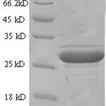 SDS-PAGE separation of QP6110 followed by commassie total protein stain results in a primary band consistent with reported data for Glypican-4. These data demonstrate Greater than 90% as determined by SDS-PAGE.