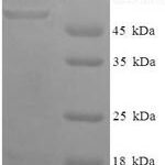 SDS-PAGE separation of QP6111 followed by commassie total protein stain results in a primary band consistent with reported data for GPD1 / Glycerolphosphate Dehydrogenase 1. These data demonstrate Greater than 90% as determined by SDS-PAGE.