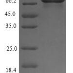 SDS-PAGE separation of QP6112 followed by commassie total protein stain results in a primary band consistent with reported data for Glucose-6-phosphate isomerase. These data demonstrate Greater than 90% as determined by SDS-PAGE.