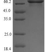 SDS-PAGE separation of QP6112 followed by commassie total protein stain results in a primary band consistent with reported data for Glucose-6-phosphate isomerase. These data demonstrate Greater than 90% as determined by SDS-PAGE.