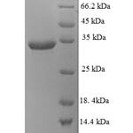 SDS-PAGE separation of QP6113 followed by commassie total protein stain results in a primary band consistent with reported data for Probable G-protein coupled receptor 75. These data demonstrate Greater than 90% as determined by SDS-PAGE.